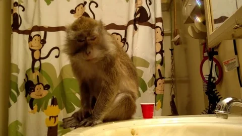 VV2725 Monkey In Pure Bubble Delight Stock-Footage 129456778