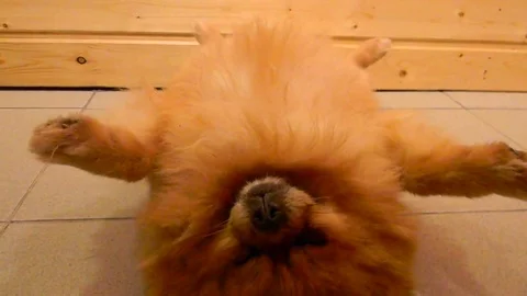 VV2728 Pomeranian chilling upside down 库存影片 129458045
