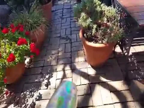 VV2736 Bubble dog Vidéo 129462103