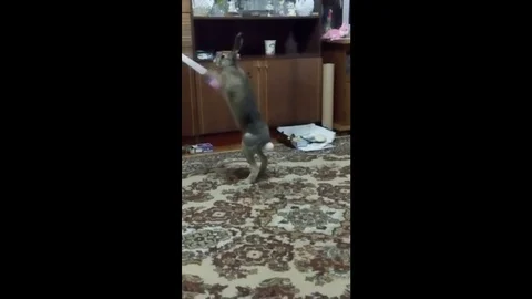 VV2754 Domesticated hare dancing Vidéo 129407991