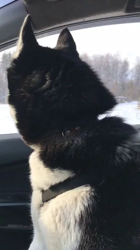 VV2791 Husky sings while on the road Stock-Footage 129461208