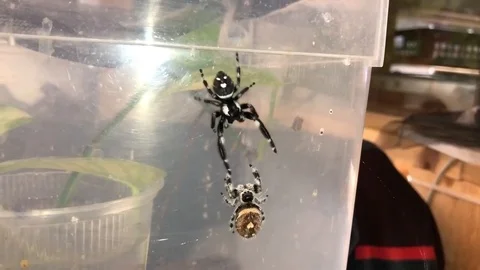 VV2798 Jumping spider Mating Stock-Footage 129454116