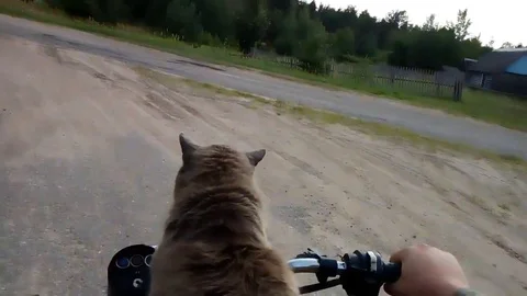 VV2806 Cat rider! Stock-Footage 129462685