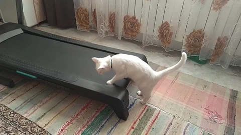 VV2893  Treadmill cat walk Vídeo Stock 129457150
