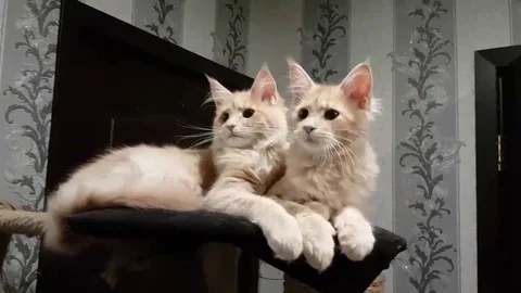 VV2897 2 kittens being as cute as cute can be Stock-Footage 129457002