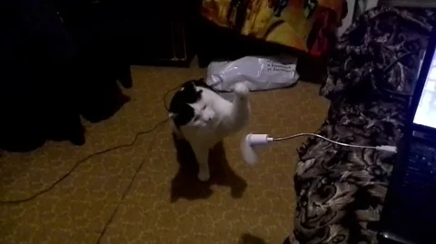 VV2904 Cat taunted by propeller Stock-Footage 129461767