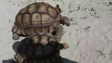 VV2906 Tortoises going round in circles 库存影片 129455528