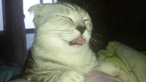 VV2908 Its hard being a cat Stock-Footage 129456932