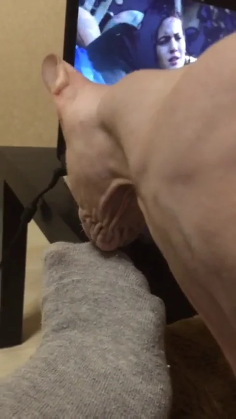 VV2951 Sphynx cat not impressed by smelly socks Stock-Footage 129461932