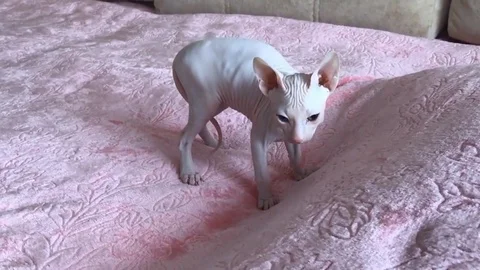 VV2955 Sphynx cat is a joy to behold 스톡 동영상 129840904