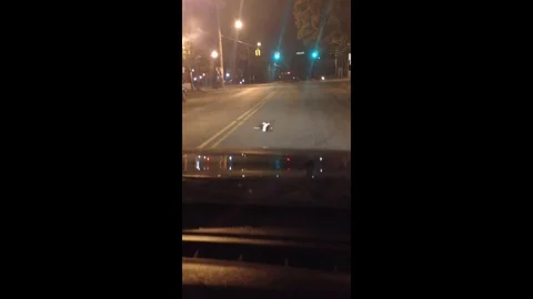 VV297  Skunk gets in a jam Stock-Footage 129459236