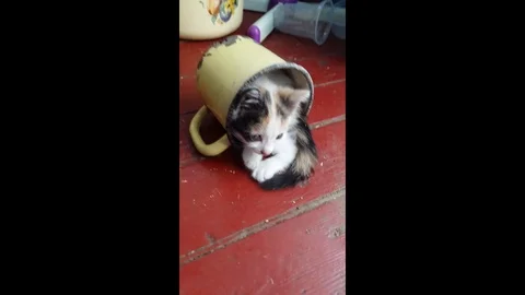 VV2988 Cup of kitty 스톡 동영상 129459677