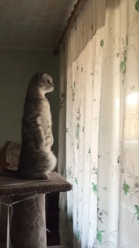 VV3013 Just checking whos outside Vídeo Stock 129399691