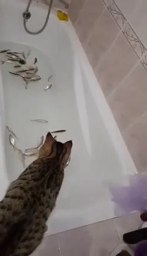 VV3022 Cat V Fish in a Bath Stock-Footage 129458635