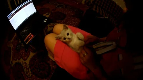 VV3036 Peekaboo kitty cat Stock-Footage 129460078