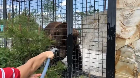 VV3038 Bear loves to get hosed down Stock-Footage 129459233
