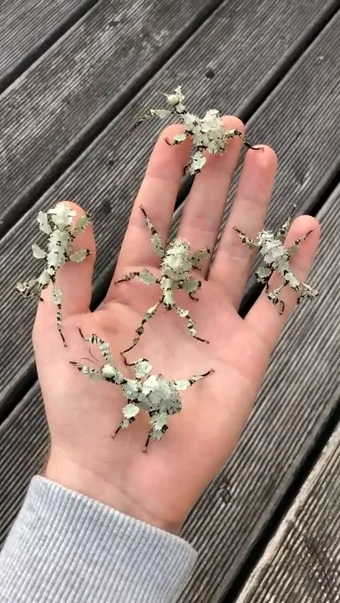 VV3068 Lichen mimic Insects Vidéo 129457345