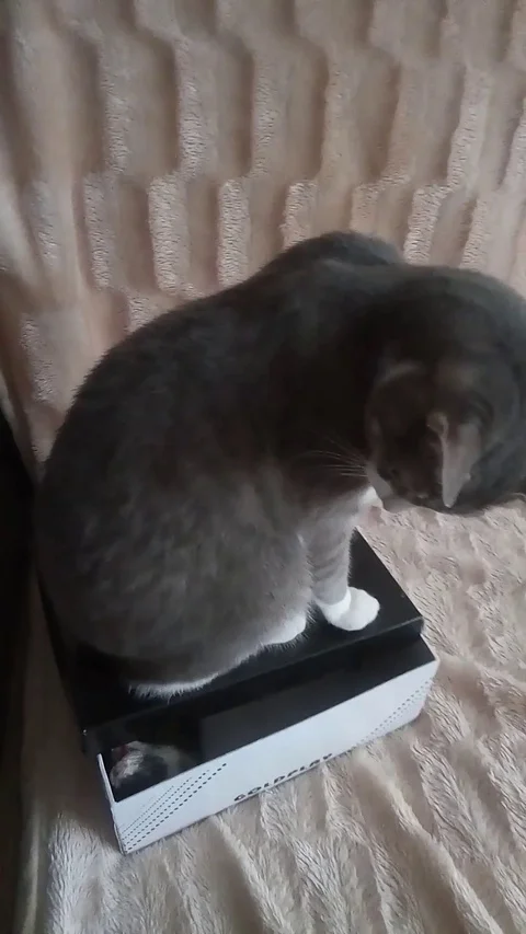 VV3069 Cat tries to keep a lid on a Ferret Stock-Footage 129408397