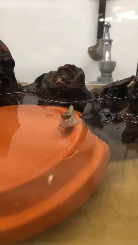 VV3077 African Mudskipper anyone? Stock-Footage 129461692