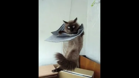VV3107 Ragdoll cat rocks Stock-Footage 129458734