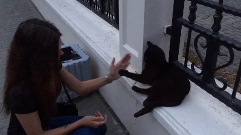 VV3115 How to teach a cat High Five Stock-Footage 129454883