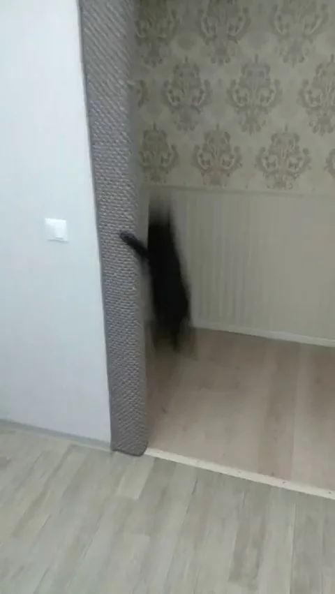 VV3146 Spider cat Vidéo 129399282