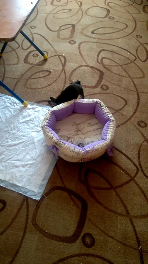VV3155 Puppy struggles with bed Vídeo Stock 129458095