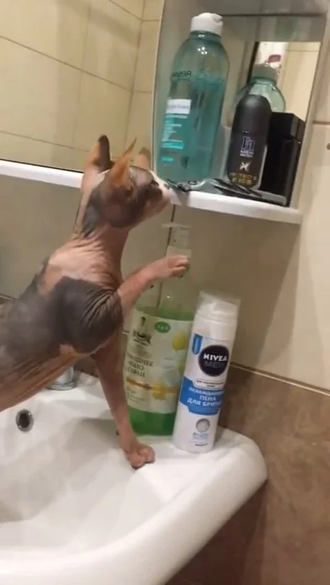 VV3158 Curious cat scared of razor Stock-Footage 129458271