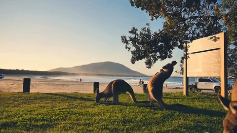 VV3159 Kangaroos and Beaches Vidéo 129455243