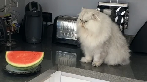 VV3222 Cat munching a watermelon Stock-Footage 129456797