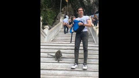 VV3224 Wild hungry monkey Stock-Footage 129460611