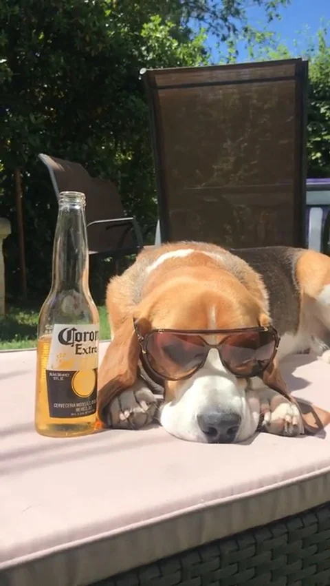 VV3252 Beagle having a beer Stock Footage 129460013
