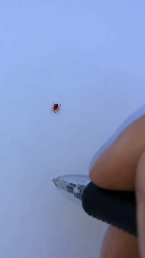 VV3297 Clovermite vs Pen Stock-Footage 129459455