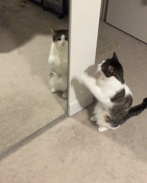 VV3304 Cat loving his reflection Stock Footage 129456692