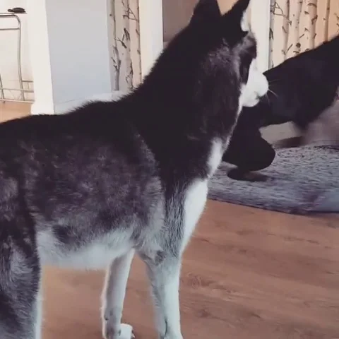 VV3336 Dog gets himself in a spin Stock Footage 129454760