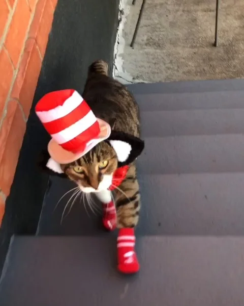VV3377 Its the Cat in the Hat Stock-Footage 129454493