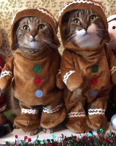 VV3389 Gingerbread cats 库存影片 129453820