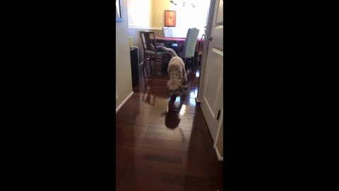 VV3409 Mini Doodle struggles with snow boots Vidéo 129403804