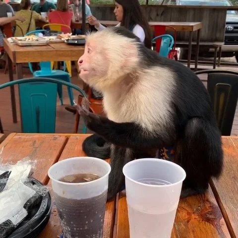 VV3487 Monkey enjoys drink before ordering meal Vídeo Stock 129455424