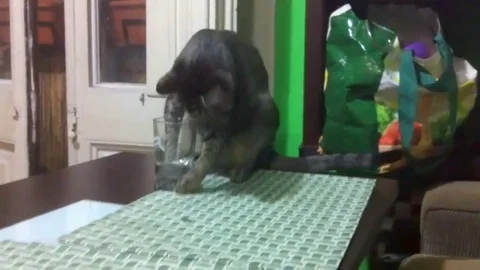 VV353 Cat Fail Drinking Vidéo 129398585