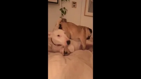VV3530 If ever a dog needed help! 库存影片 129401535