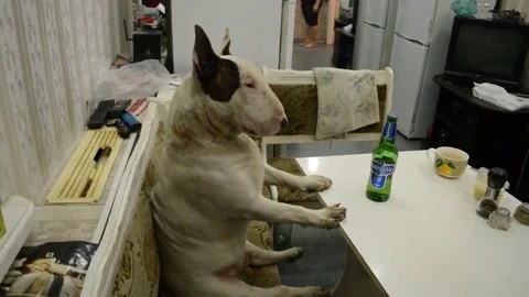 VV3640 Beer after a hard days work Stock-Footage 129456135