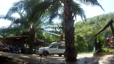 VV367 Mental Monkey Stock-Footage 129462725