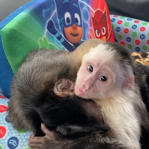 VV3738 Monkey licks buddys ear Stock-Footage 129454261