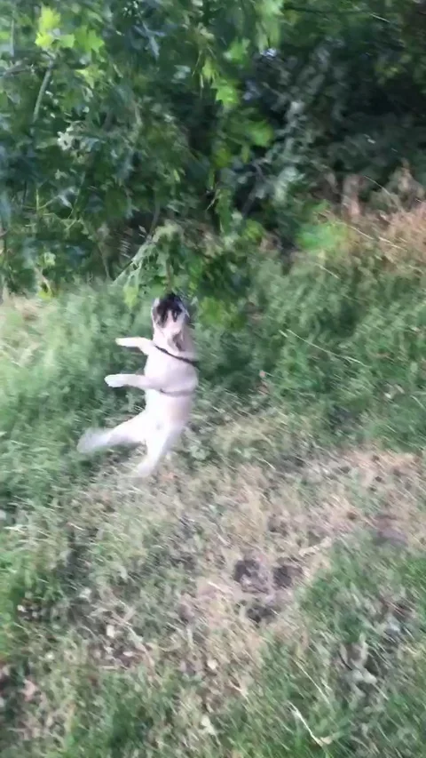 VV3739 Dog goes for spin class Stock-Footage 129461760
