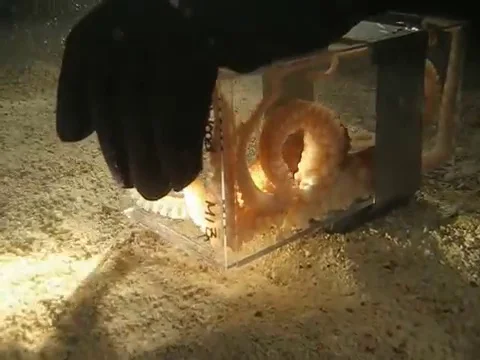 VV423 Octopus escaping through  1 inch diameter hole Vidéo 129460647