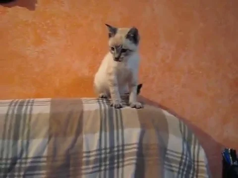 VV477 Dog vs Kitten Stock-Footage 129457058