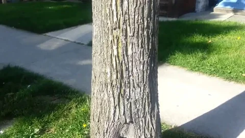 VV495 Spider cat climbs down tree Stockbeeldmateriaal 129455842