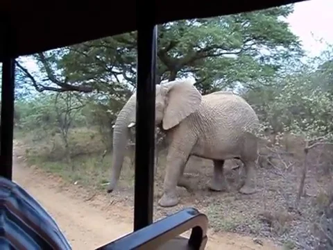 VV496 Elephant slaps camera then invades safari jeep Stock-Footage 129458891