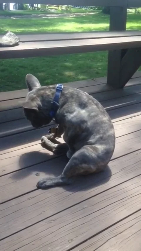 VV525 Some privacy please! Stock-Footage 129398316